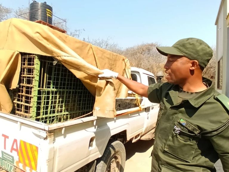 TAWA YAMNASA SIMBA MLA MIFUGO KONDOA