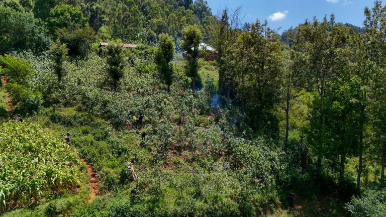 DCEA YAKAMATA KILOGRAMU 299.8 ZA MIRUNGI