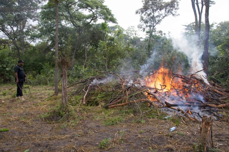 DCEA YATEKETEZA EKARI 68 ZA BANGI  TABORA WATU SABA WAKAMATWA